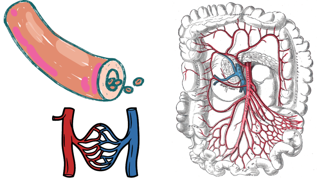 Superior Mesenteric Artery Function, Anatomy, and Health